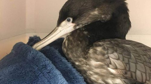 Wellington Zoo is encouraging people to think twice about what they throw away, after the death of a pied shag brought in after swallowing a vape.