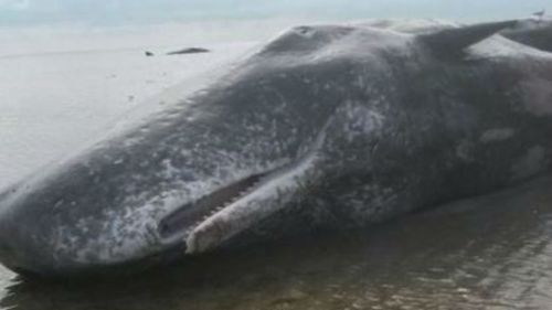 Six sperm whales have beached themselves near Ardrossan on the Yorke Peninsula in South Australia. (Twitter, @Brad_Aldridge)