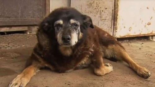 The ‘world’s oldest dog’ dies aged 30 at home in Victoria