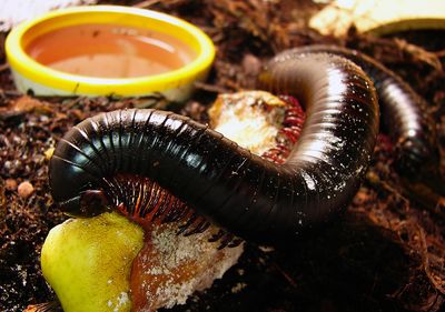 <strong>Giant African Millipede</strong>