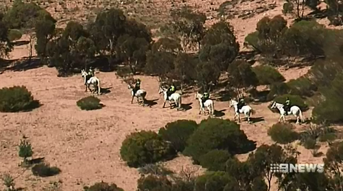 Today's search also involved police on horses - looking for evidence into four bikie-related murders. 