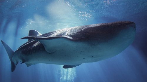 Endangered whale shark dies in captivity after health 'quickly declines'