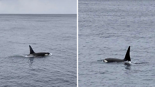 A small pod of orcas was spotted twice off the Saphire coast in southern NSW.