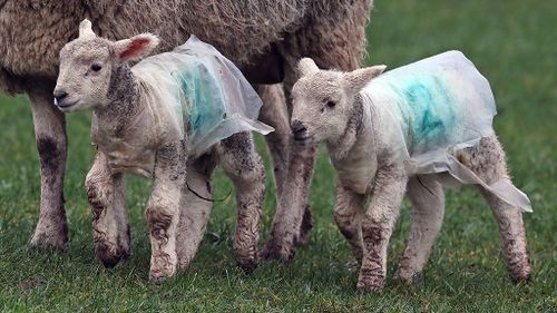 Lambs in a field in Cumbria were donned with raincoats to help protect them from the severe weather. (AAP)