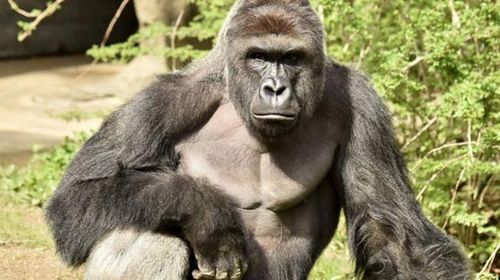 Zoo workers thought it was too risky to just tranquillise Harambe. (Cincinnati Zoo)