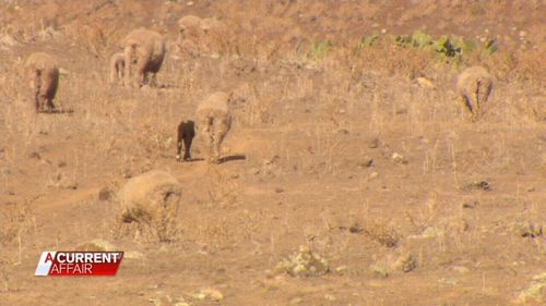 The organisation helps farming families in drought and those battling depression. Picture: A Current Affair