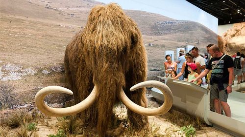A new biosciences and genetics company, Colossal, has raised A$20 million to bring back the woolly mammoth from extinction.