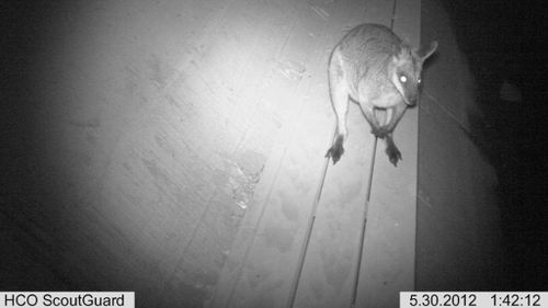A wallaby using an underpass. (Griffith University)