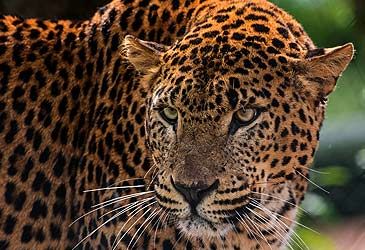 The Panthera pardus kotiya subspecies of leopard is endemic to which island?