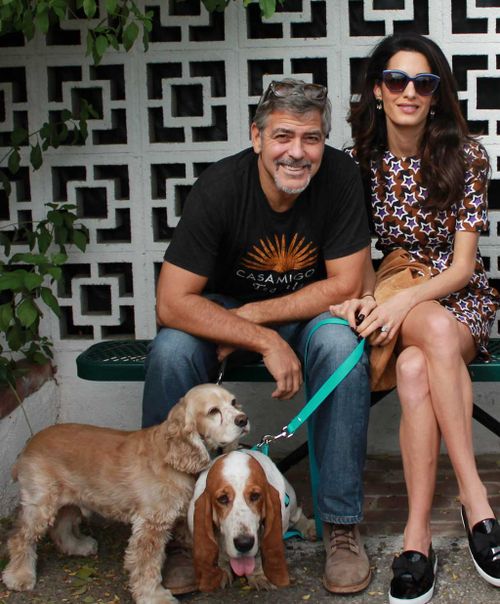 George and Amal Clooney pose with their bassett hound, Millie, center, and cocker spaniel, Louie. (AAP)