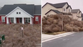 'Absolutely crazy' tumbleweeds invade US neighbourhoods amid high winds