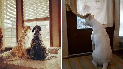 Adorable dogs waiting for their owners to come home