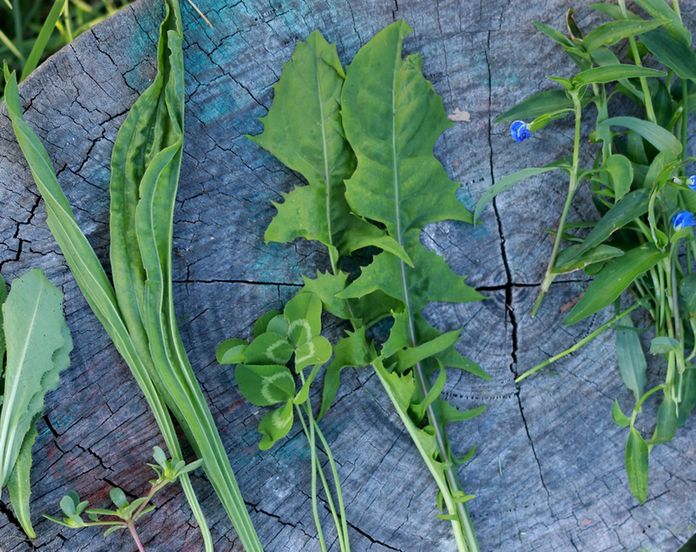 Weeds To Forage And Eat From Your Garden