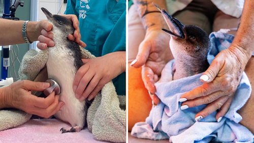 Le petit pingouin a été retrouvé près de Newcastle avec une grande entaille sur le dos, qui serait causée par un oiseau de proie.