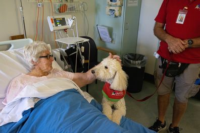 'Sandy' the Groodle is a Delta Therapy Dog visiting chemo patients at the Royal Hospital for Women