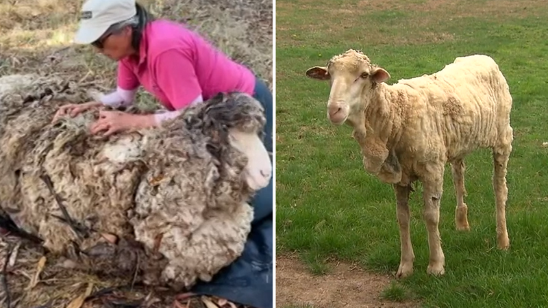 Helpless sheep sheared back to life | Nine.com.au