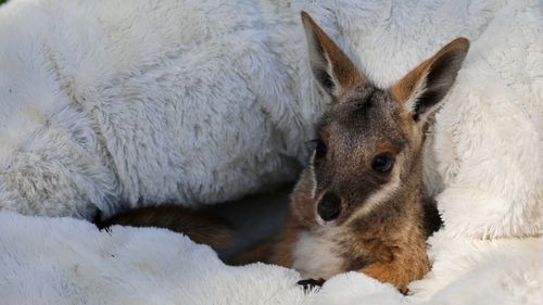 Baby joey, Dorito, has taken her first hops just in time for Australia Day.