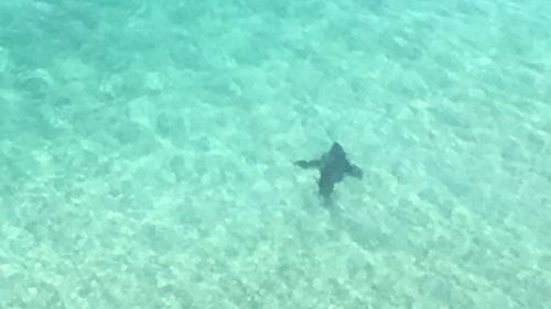 A 3.5 metre great white shark has been spotted near the shore at Fairhaven beach. (Westpac Helicopters)