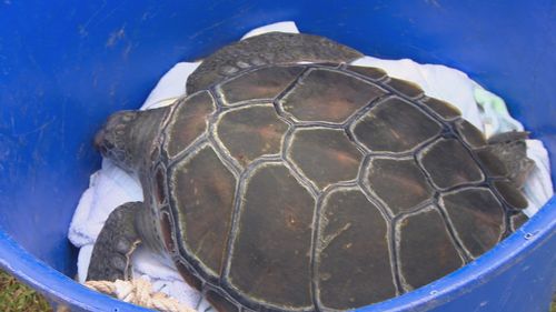 Green sea turtle released back into the ocean after rehabilitation