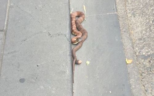 The venomous snake freaked out passers-by after it was discovered just after midday. (City of Melbourne) 
