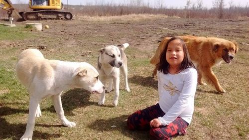 Young girl missing in Canadian forest kept warm by her three dogs