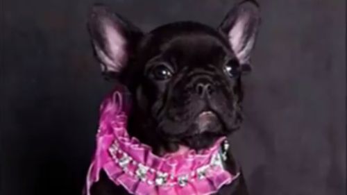 The black French bulldog is worth about $7000. (Facebook)
