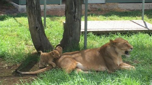 Keepers say the cubs are growing and developing well. (9NEWS)