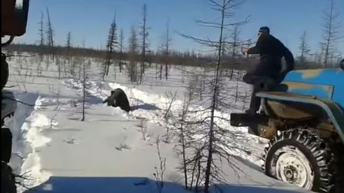 The video shows two trucks driving over the brown bear. (YouTube)