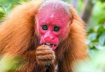 Which ecoregion is home to the bald uakari?