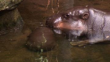 VIDEO: Adorable baby hippo yet to be named