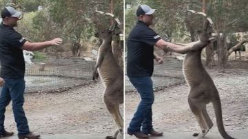 An American tourist at Cohunu Koala Park in Western Australia has kept his cool after a kangaroo squared him up for an attack.