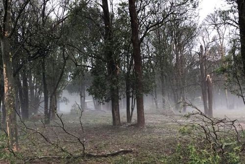 Trees were felled and others had branches torn off during the storm on Damien Tessmann's property.