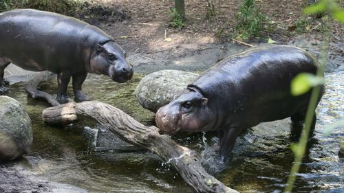 Melbourne zoo have placed male and female Pygmy Hippopotami together as part of their on-going breeding program on Thursday, July 31, 2014. (AAP)