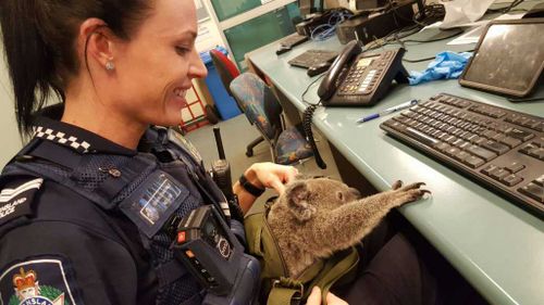 Officers didn't believe their ears when they were told a koala was in the bag. (QPS Media)