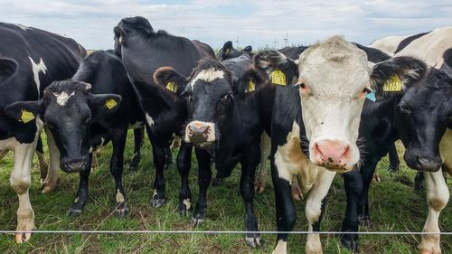 Denmark carbon tax on livestock will cost farmers $145 per cow