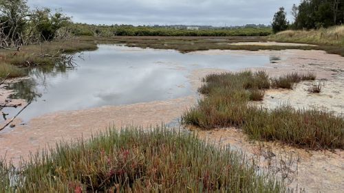 The same day Webb had visited a saltmarsh alongside Parramatta River, which demonstrated the typical shades sported by wetlands.