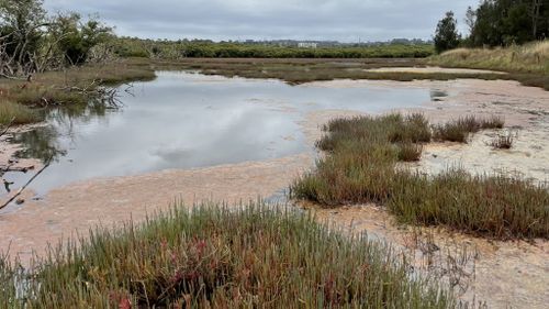 Le même jour, Webb avait visité un marais salé le long de la rivière Parramatta, qui montrait les nuances typiques arborées par les zones humides.