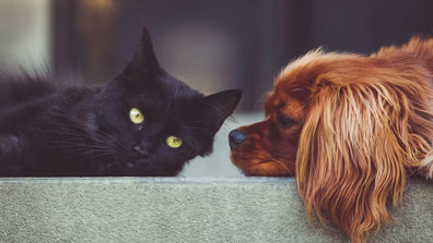 Cat and dog on sofa 