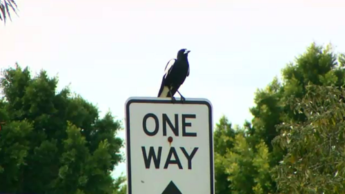 Magpies can use facial recognition to target certain people, research has found. (9NEWS)