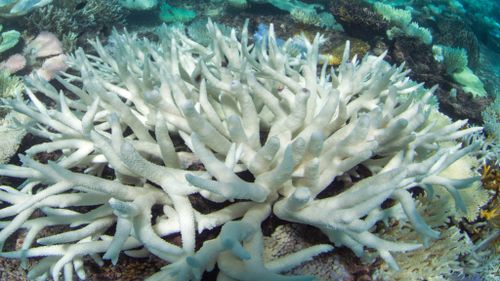 Coral has bleached white due to heat stress in the Maldives. (The Ocean Agency/Catlin Seaview Survey)