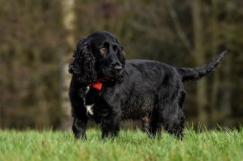 The black Cocker Spaniel has an aggressive form of cancer. 