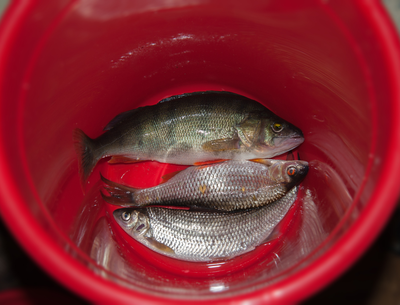 4. Bucket of fish 