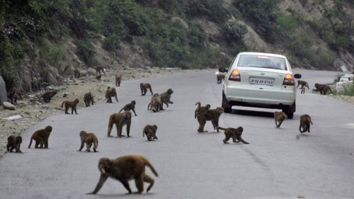 The increased aggressiveness has sparked outcries from environmental and protest groups concerned about the animals' place in India. 