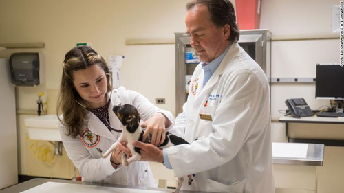 Oklahoma State University fourth-year veterinary student Gabriela Iribar (left) listened to Siggi's heart, along with Dr. Erik Clary, before the corrective surgery.