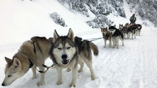 A pack of snow dogs prepare to run through heavy snowfall at the Mt Buller alpine resort yesterday. (AAP)