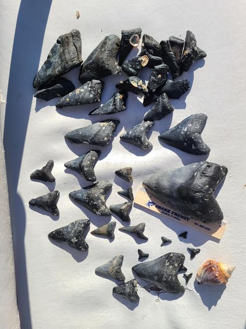 Venice Florida megalodon shark tooth