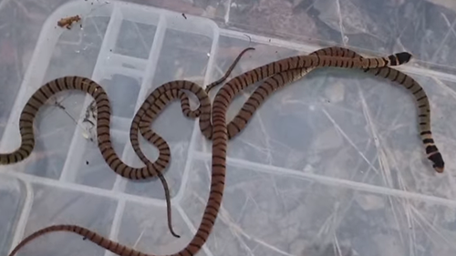 The six eastern browns ranged in color from orange to brown. All had black stripes. 