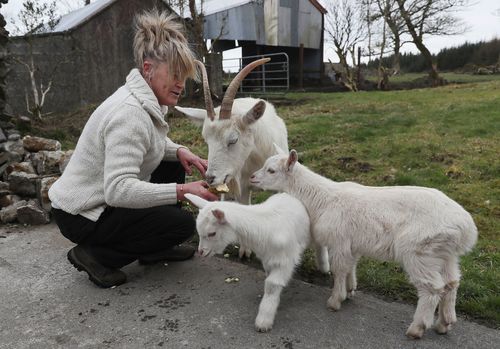 Goat owner Angela Bermingham was shocked at the arrival of twin geep. (AAP)