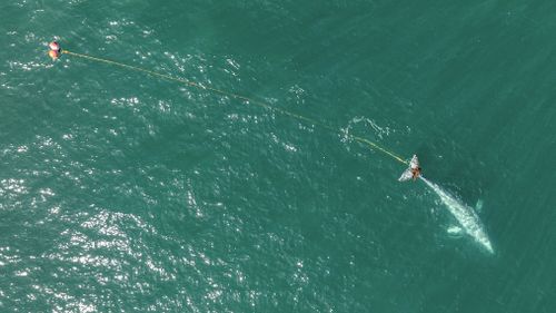 In this aerial photo provided by Tony Corso Images, a 9-metre long gray whale with its tail entangled in a massive gill net is seen off the coast of Pacifica, Calif., Tuesday, April 9, 2024.