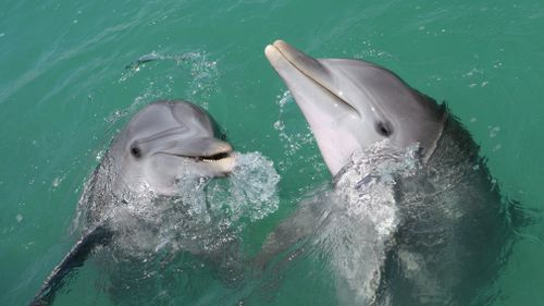 The study involved 17 adult male dolphins in Western Australia. (File image)